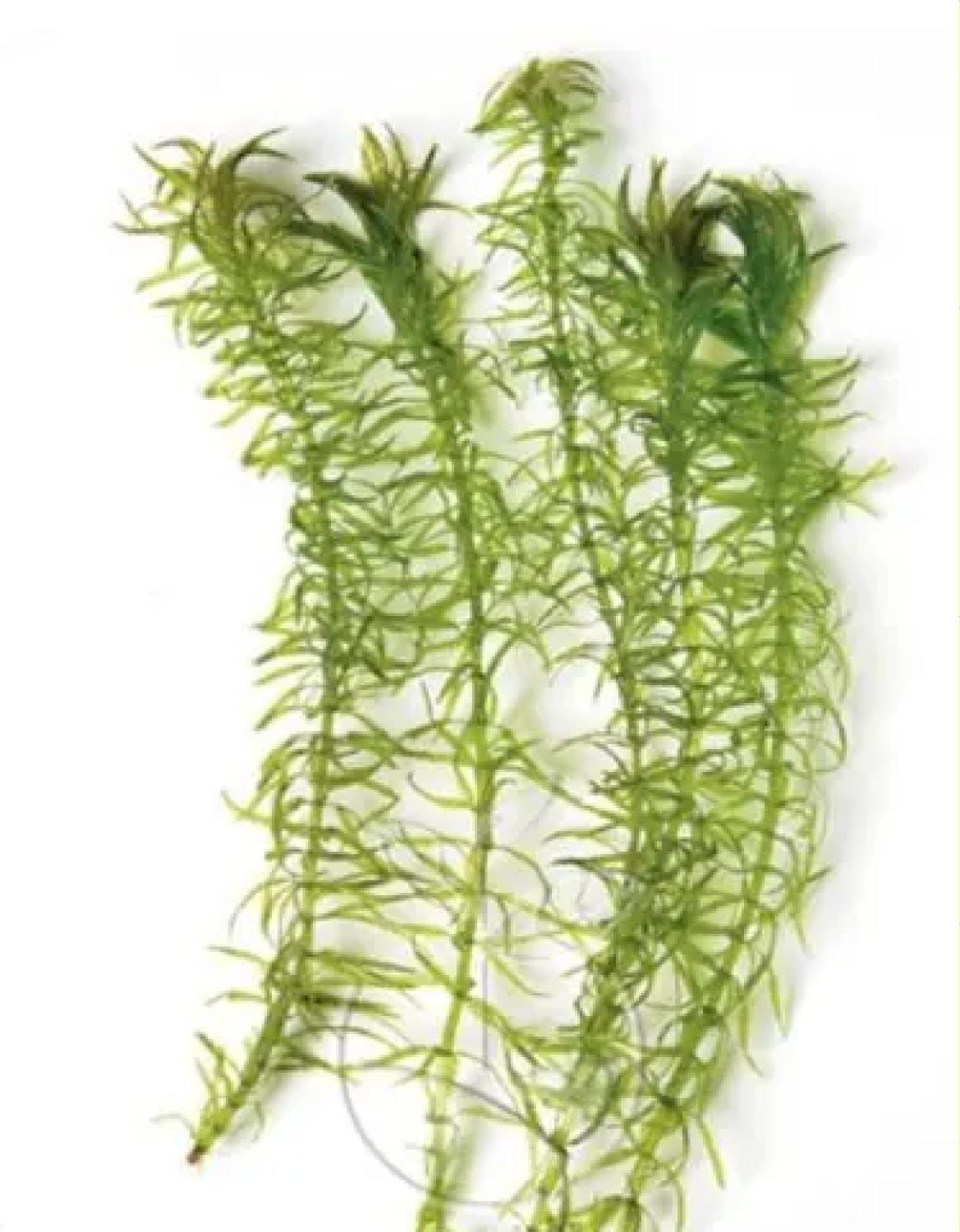 Plantas Naturales Acuario Elodea (pack 5 Plantas)-5