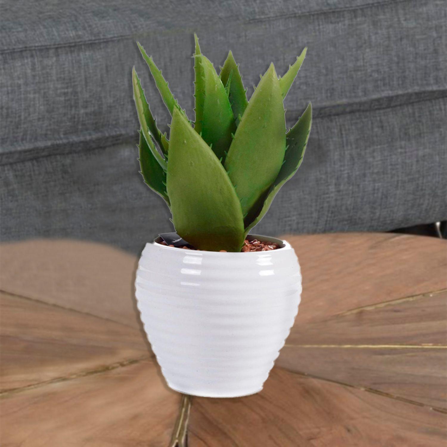 Aloe Decorativa en Pote Blanco-3