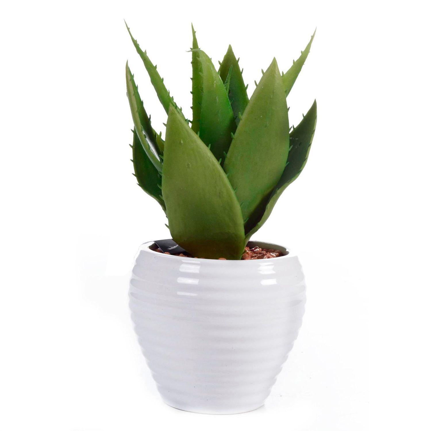 Aloe Decorativa en Pote Blanco-0