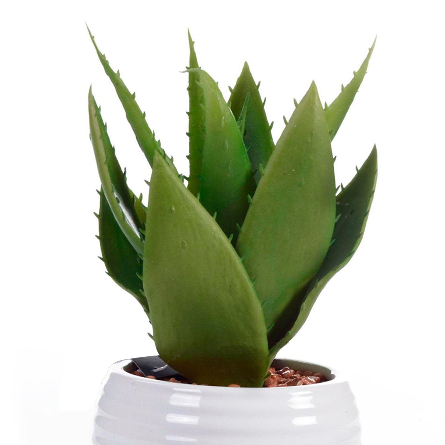 Aloe Decorativa en Pote Blanco-1