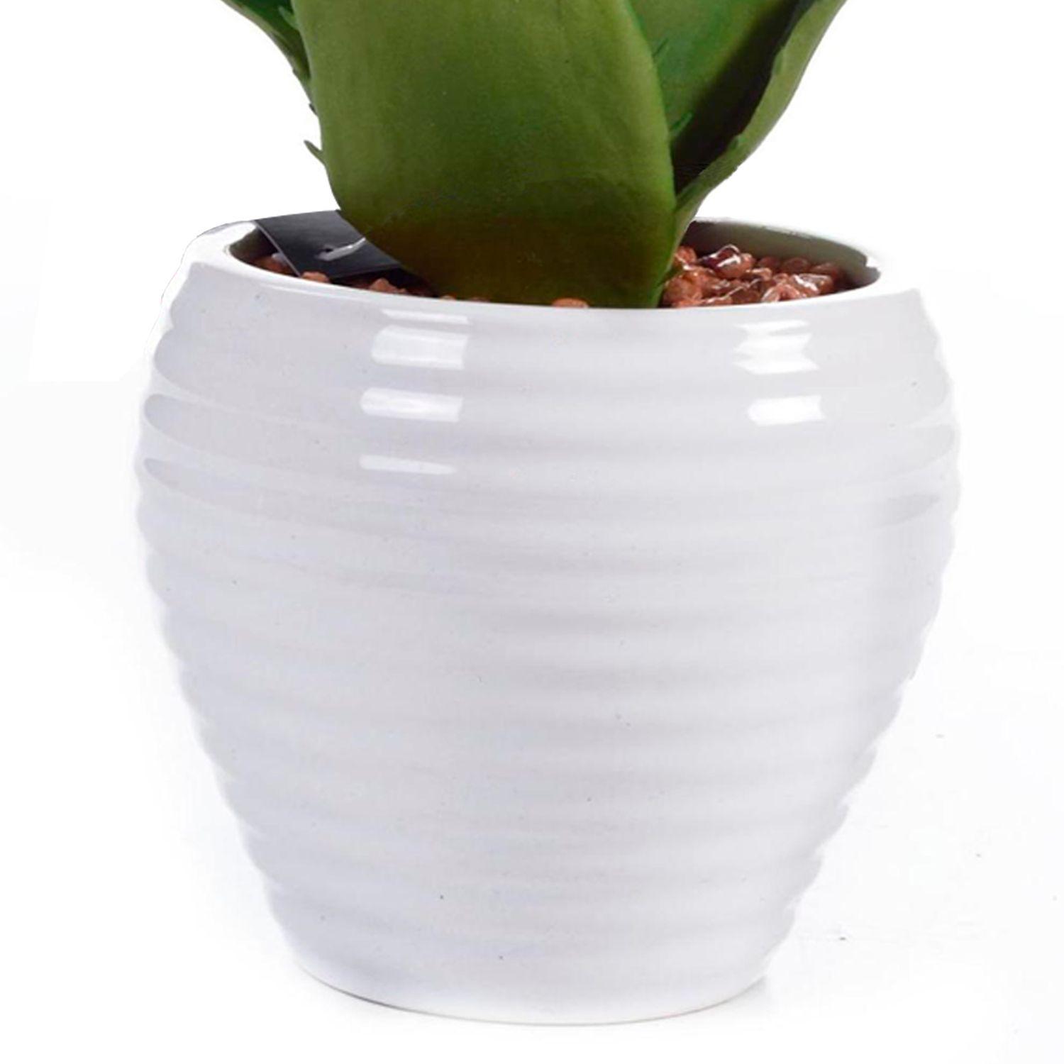 Aloe Decorativa en Pote Blanco-2