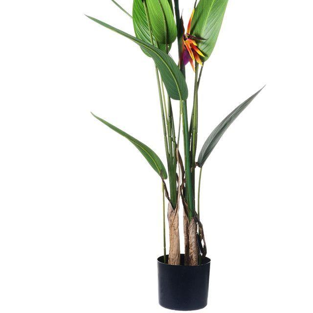 Planta Decorativa Strelitzia 125 Cms.-2