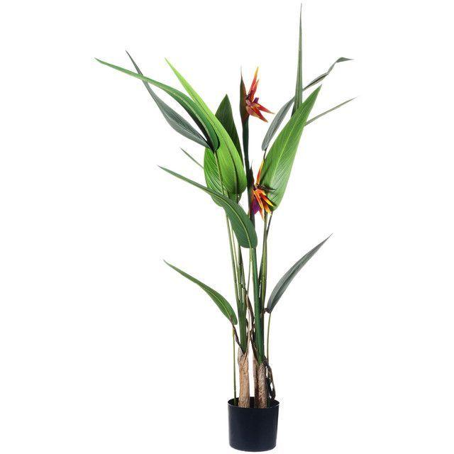 Planta Decorativa Strelitzia 125 Cms.-0