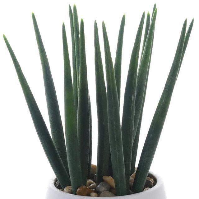 Planta Decorativa Asparragus 25 Cms Maceta Blanca-2