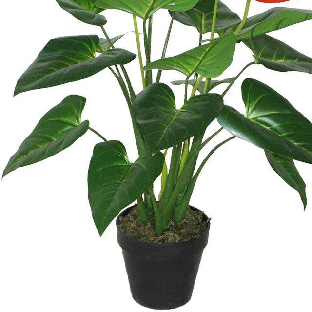 Planta Decorativa Anthurium 80 Cms.-2