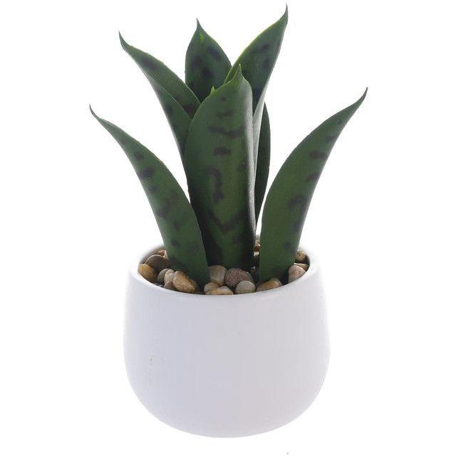 Planta Decorativa Aloe 25 Cms Maceta Blanca-0