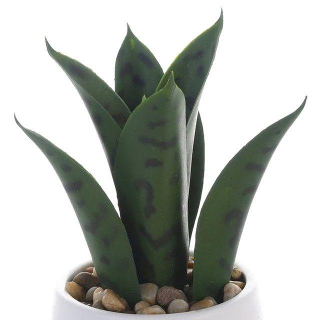 Planta Decorativa Aloe 25 Cms Maceta Blanca-2