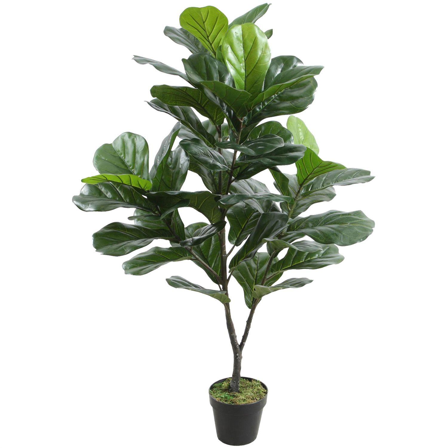 Planta Decorativa Ficus Lyrata 120 Cms.-0