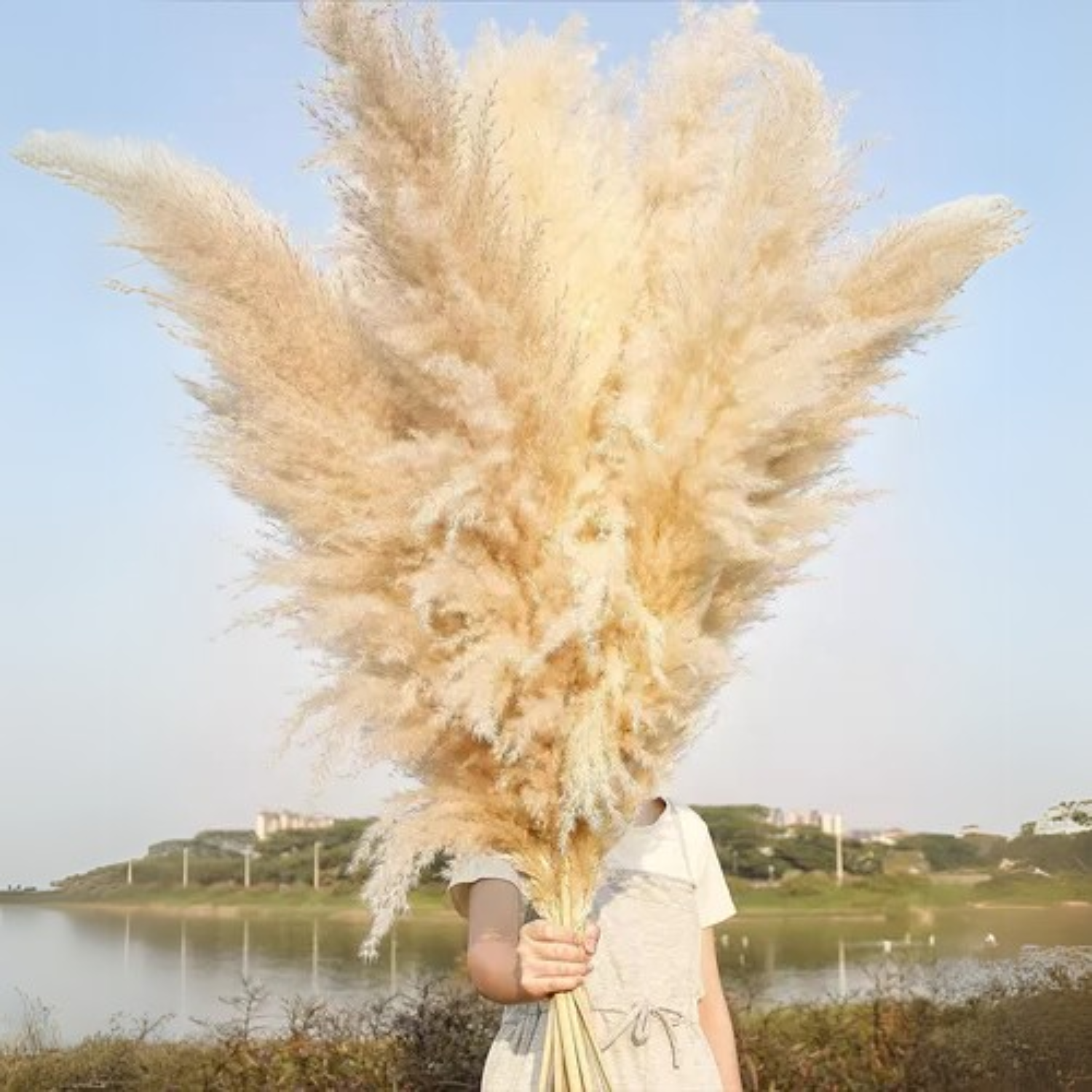 Ramo de 10 Pampas Secas Decorativas XL Cola de Zorro-2