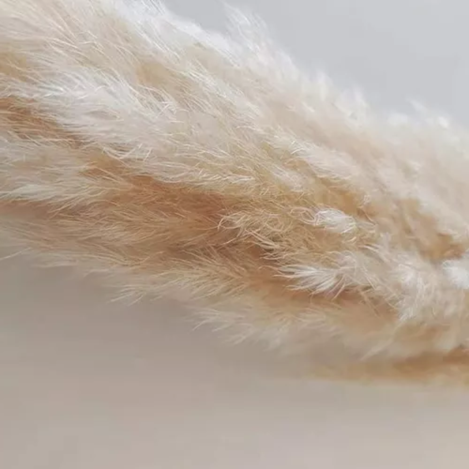 Ramo de 10 Pampas Secas Decorativas XL Cola de Zorro-3