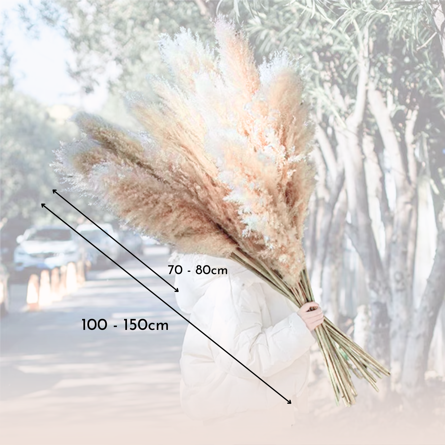 Ramo de 10 Pampas Secas Decorativas XL Cola de Zorro-6