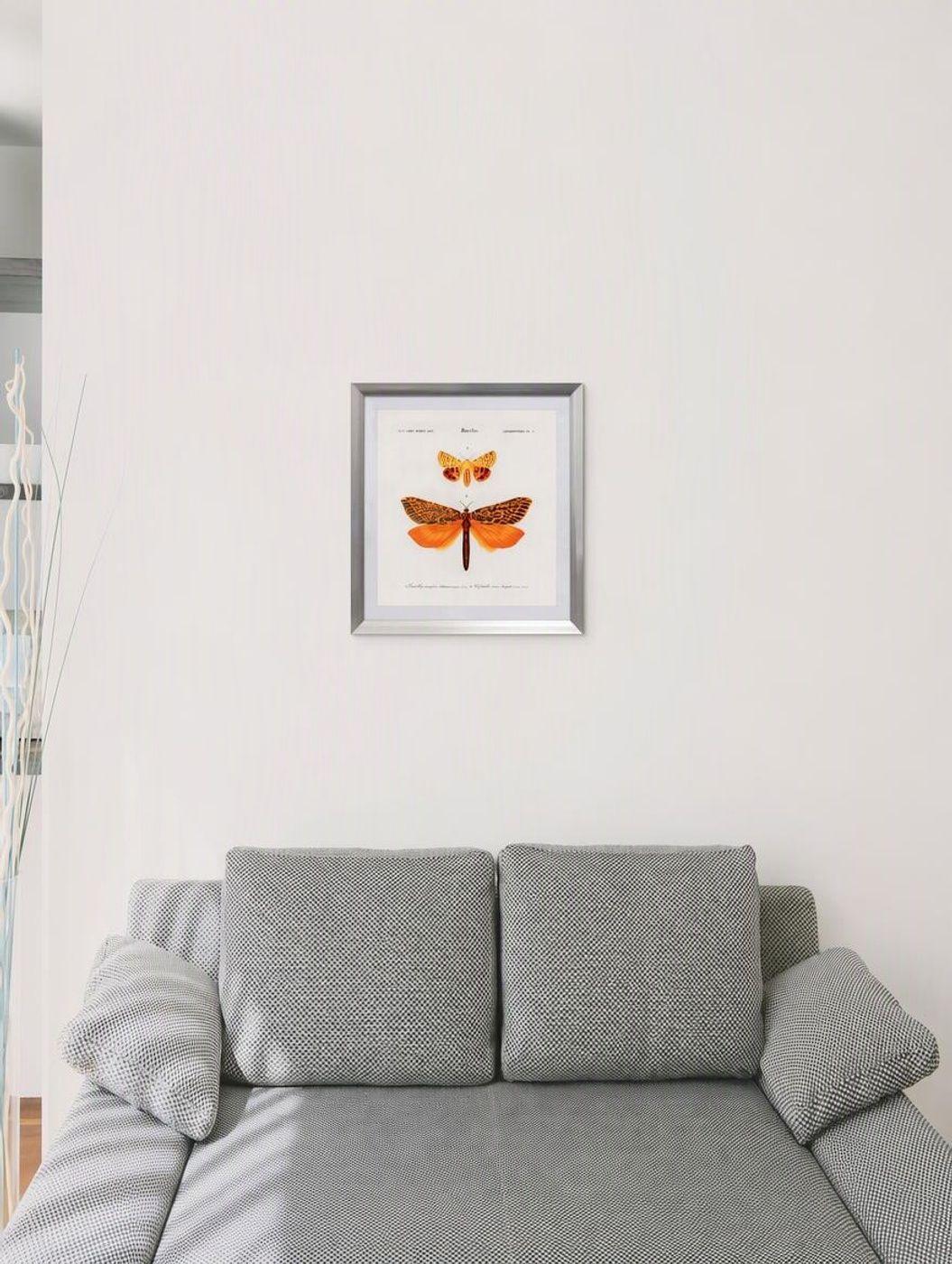 Cuadro insecto lepid pteres 50X50 CMS-0