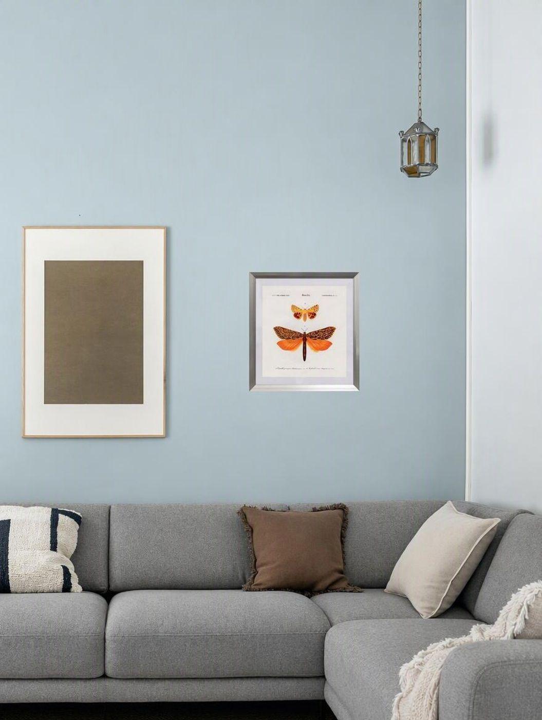 Cuadro insecto lepid pteres 50X50 CMS-2