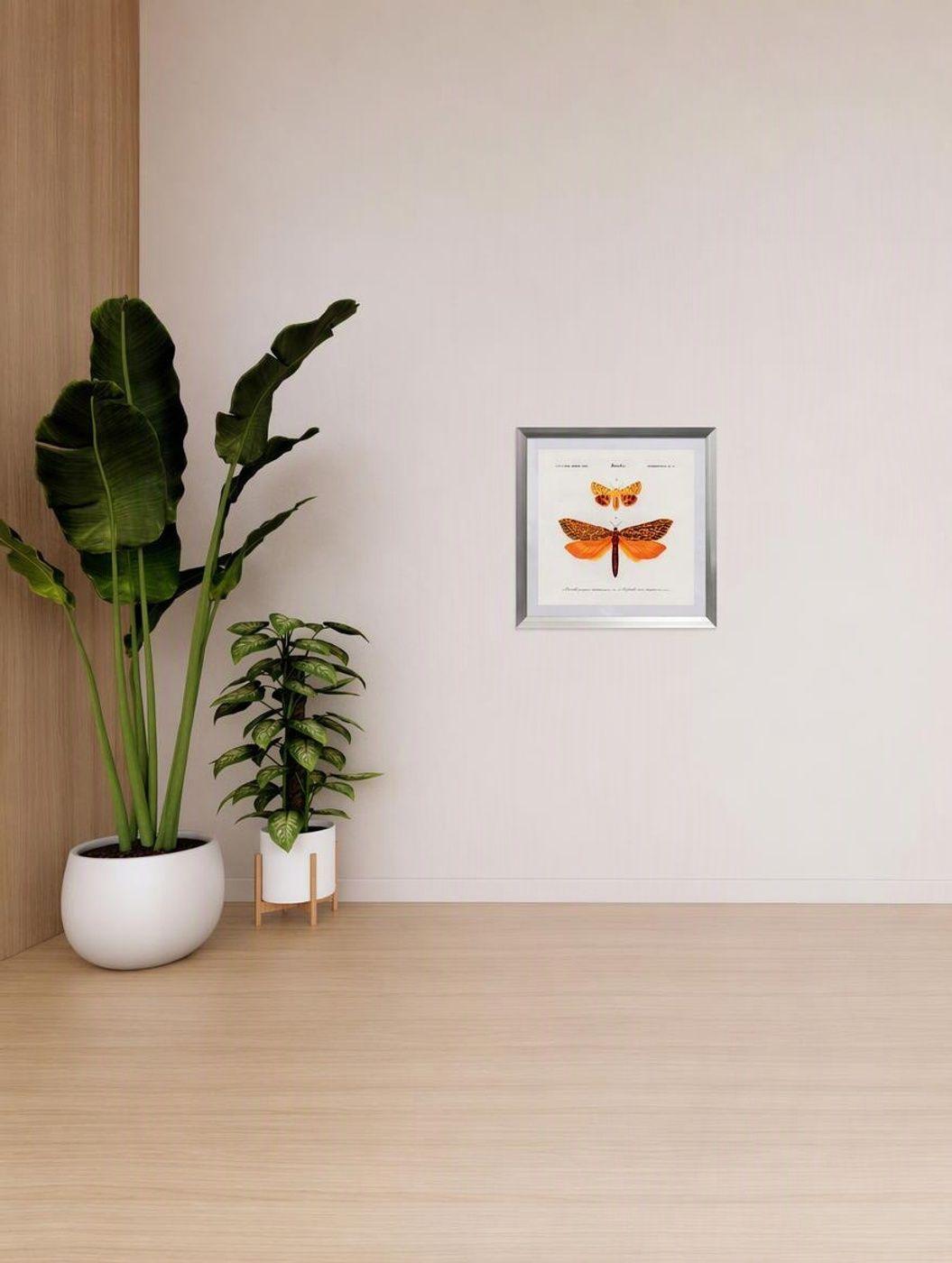 Cuadro insecto lepid pteres 50X50 CMS-3