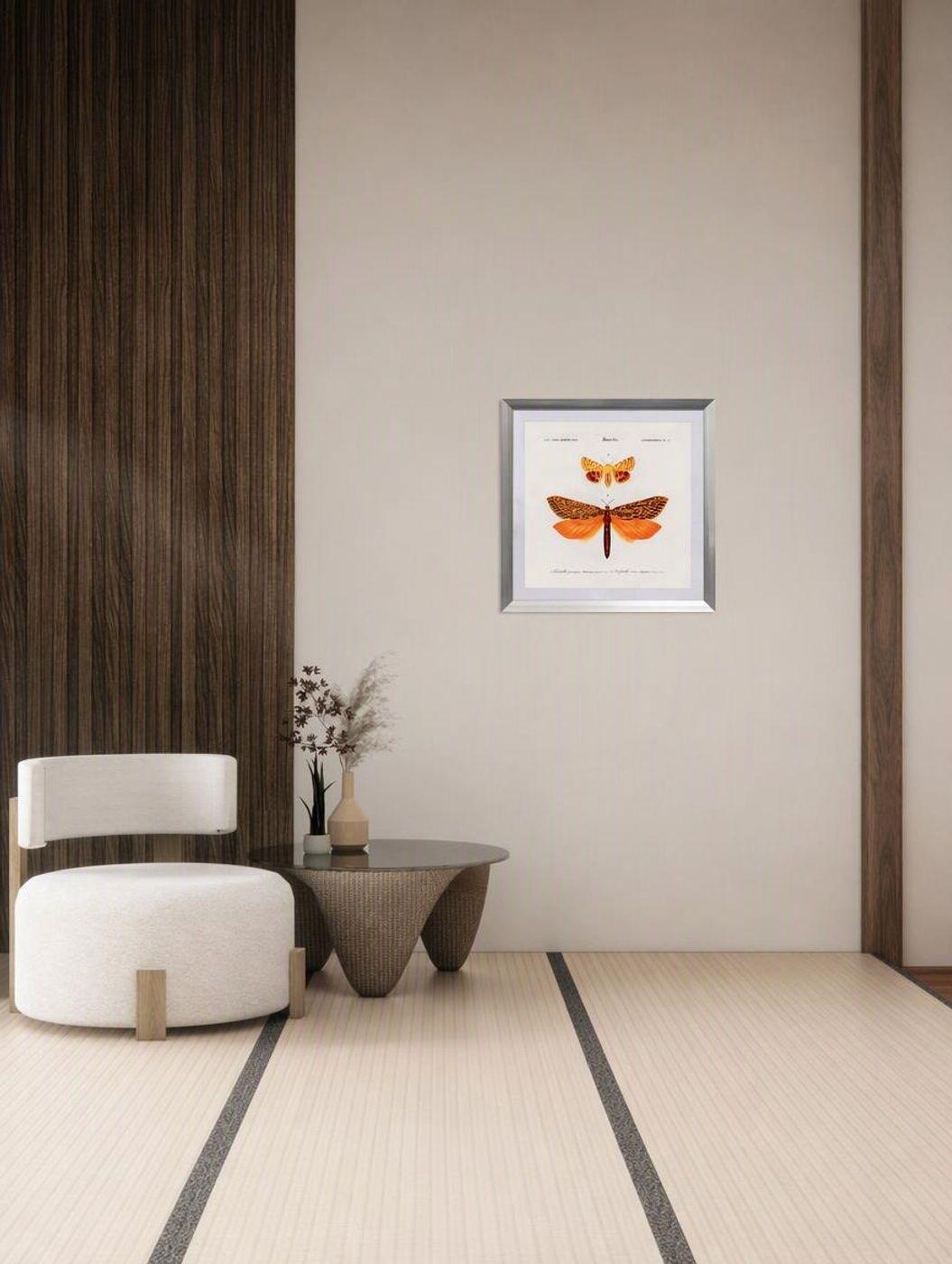 Cuadro insecto lepid pteres 50X50 CMS-4