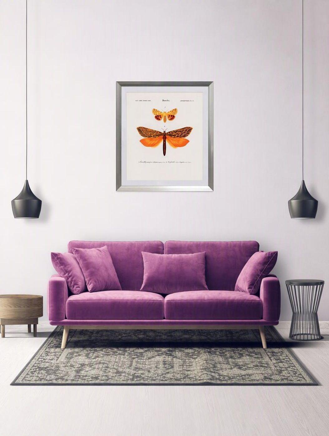 Cuadro insecto lepid pteres 50X50 CMS-5