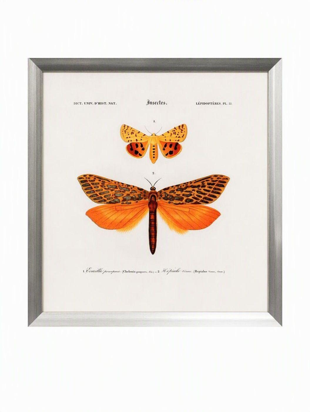 Cuadro insecto lepid pteres 50X50 CMS-6