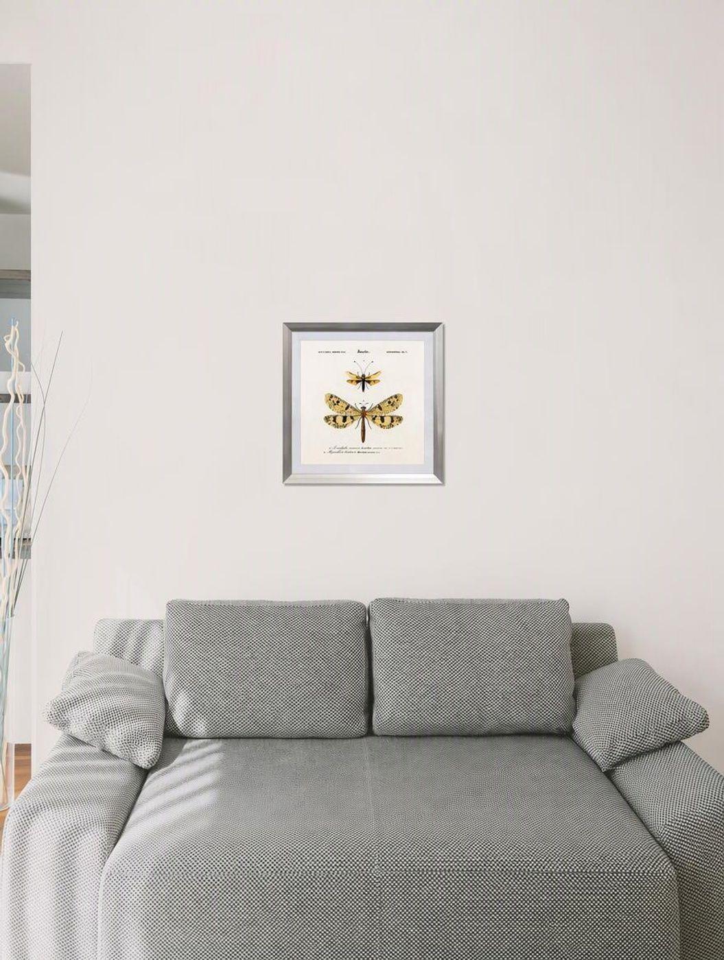 Cuadro insecto nevropteres 50X50 CMS-0