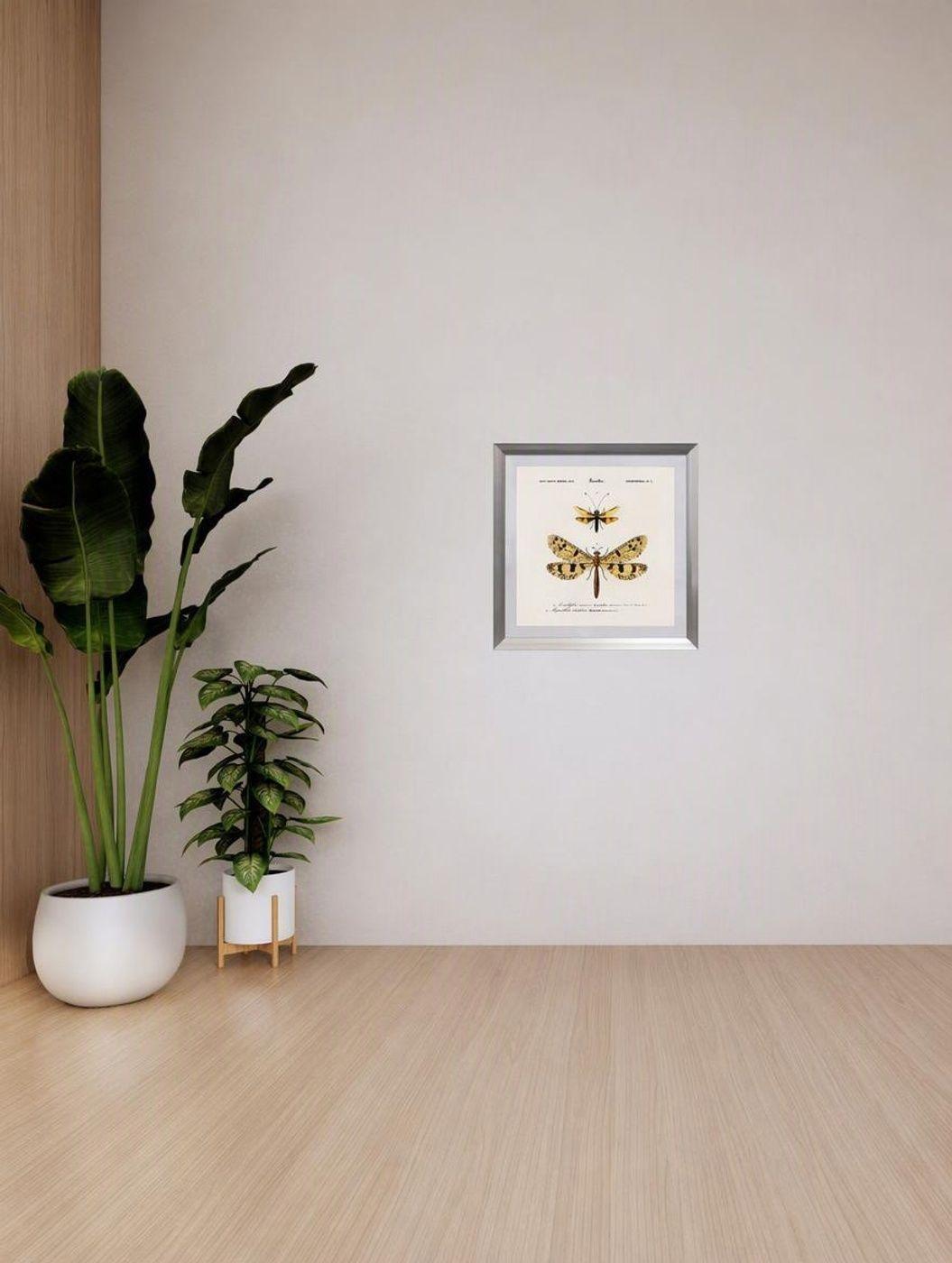 Cuadro insecto nevropteres 50X50 CMS-3