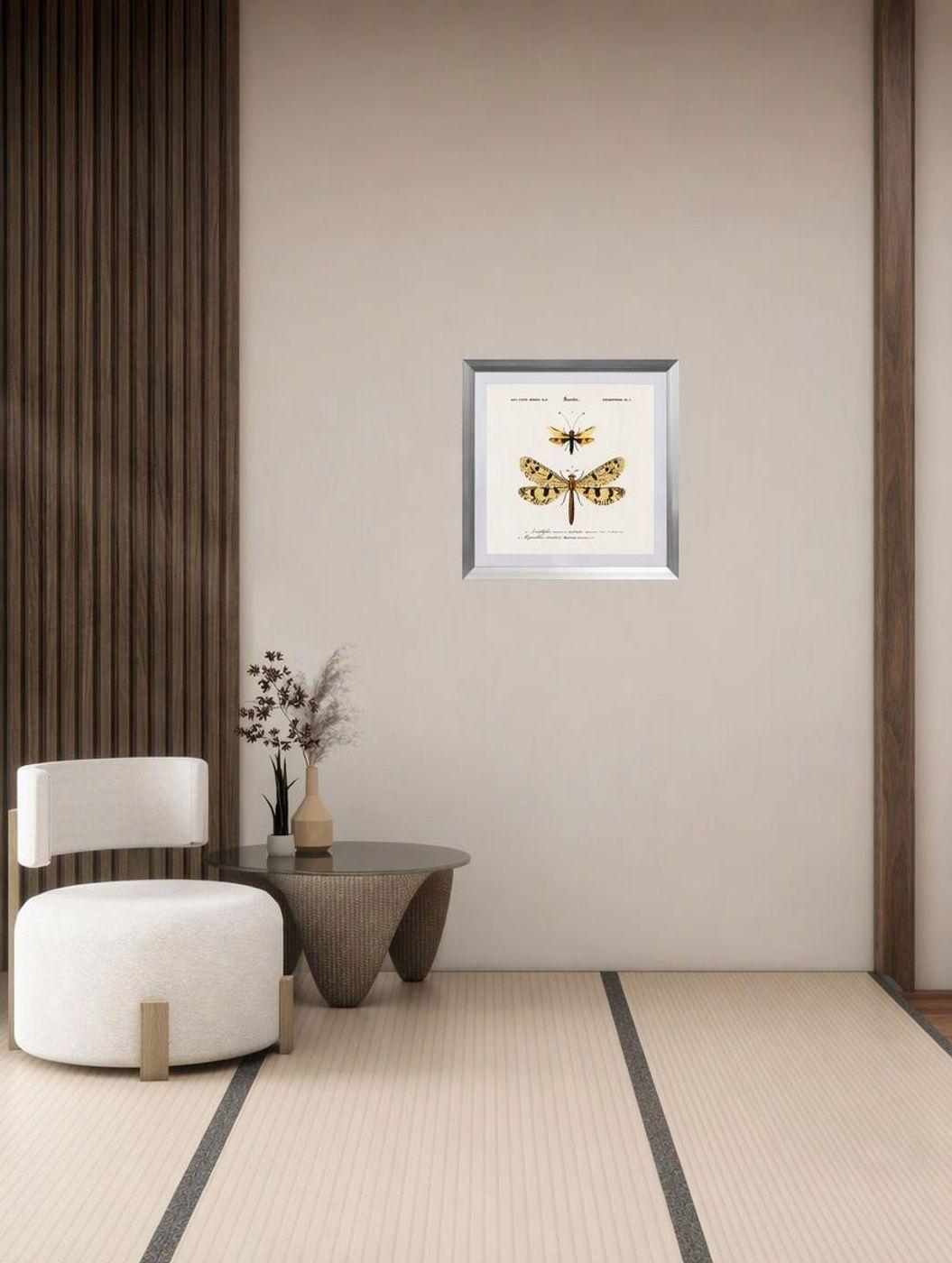 Cuadro insecto nevropteres 50X50 CMS-4