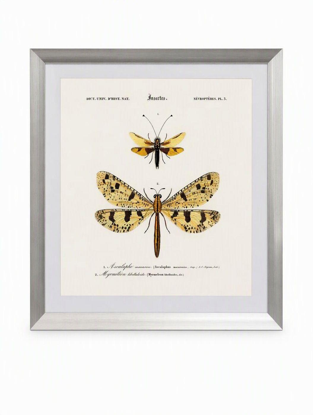 Cuadro insecto nevropteres 50X50 CMS-6