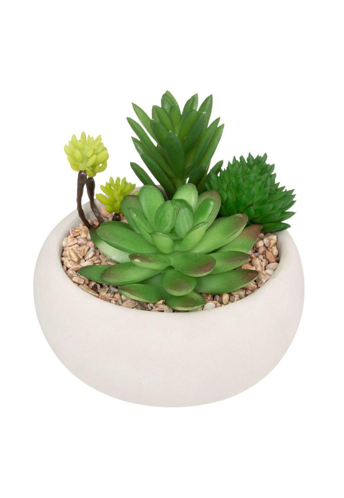 Suculentas con maceta cemento, 10 cm de alto-0