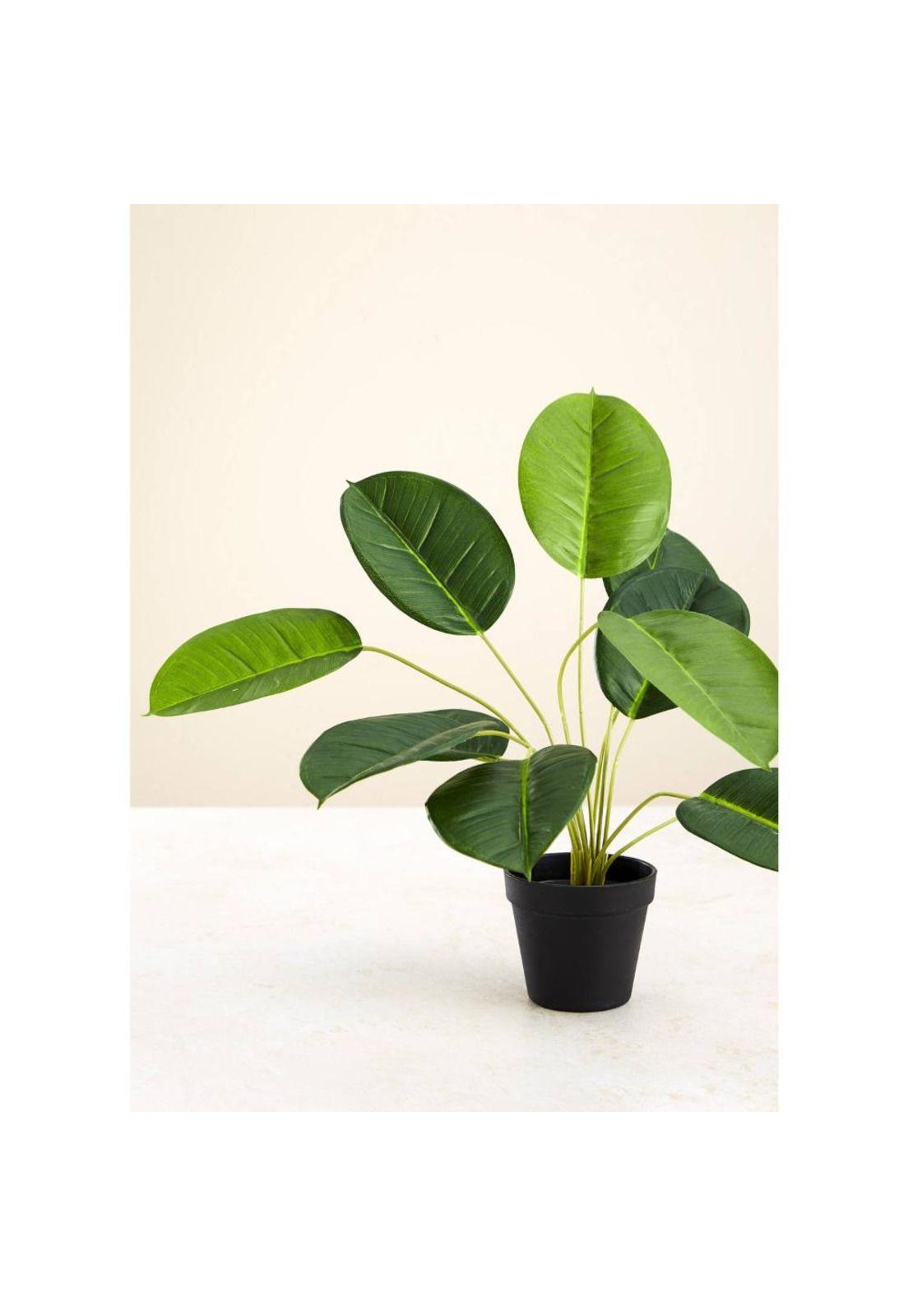 Planta artificial calatea 50cms-2