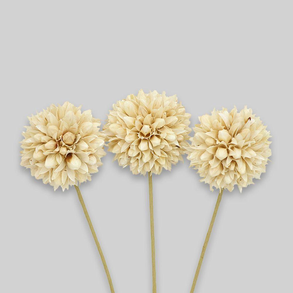 Ramo Flores Craspedia Blanco Natural 3u Antico Home-4