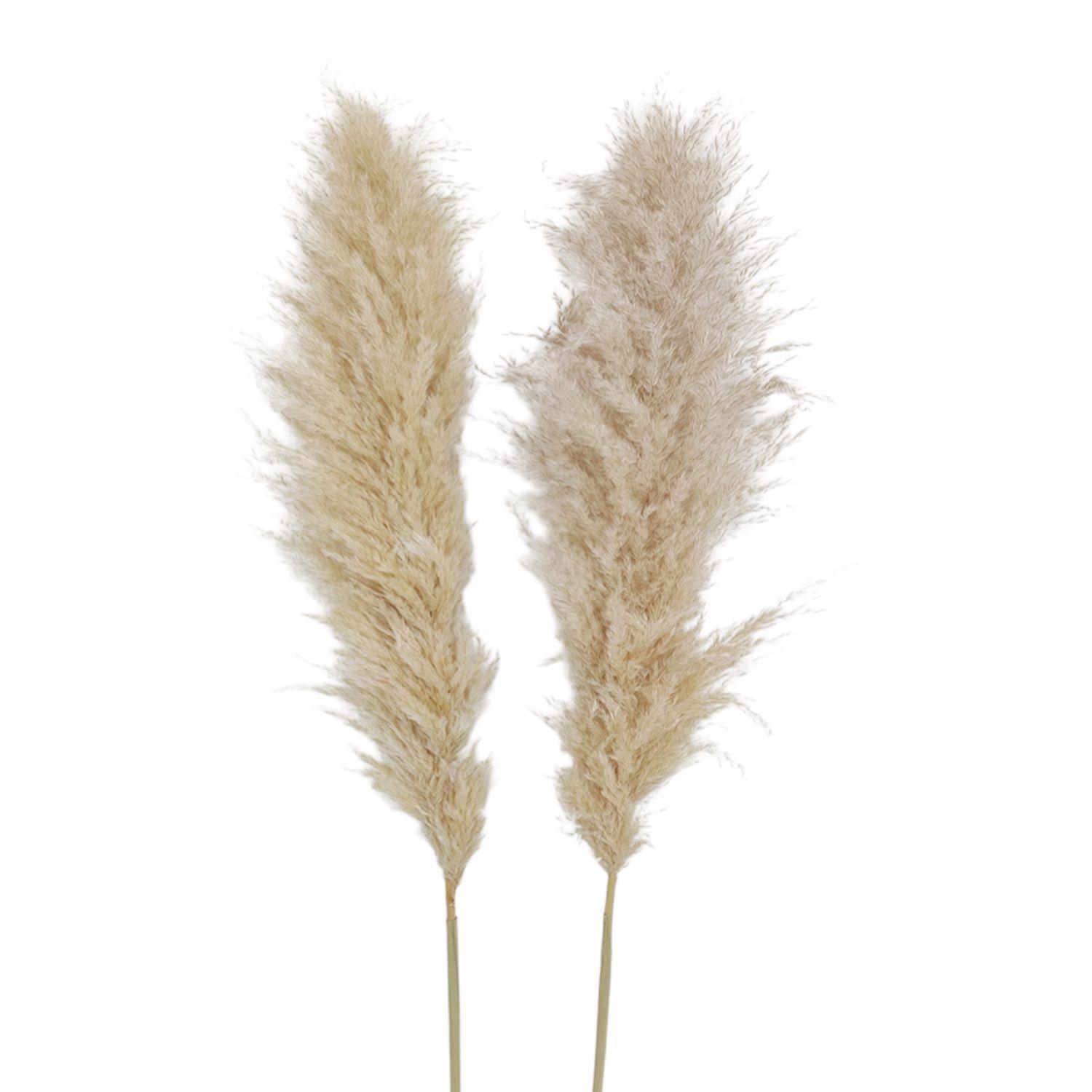 Ramo Flores Pampas Blanca Natural 2u Antico Home-5