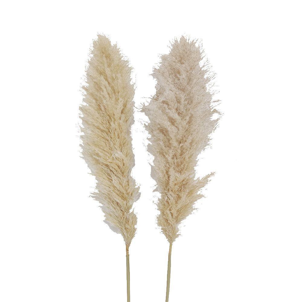 Ramo Flores Pampas Blanca Natural 2u Antico Home-0