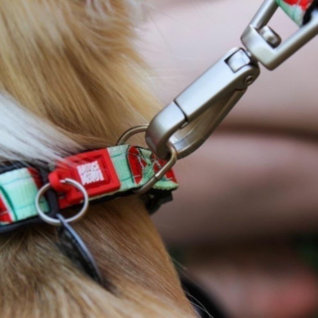 Collar Perro Max and Molly con Smart ID Watermelon-3