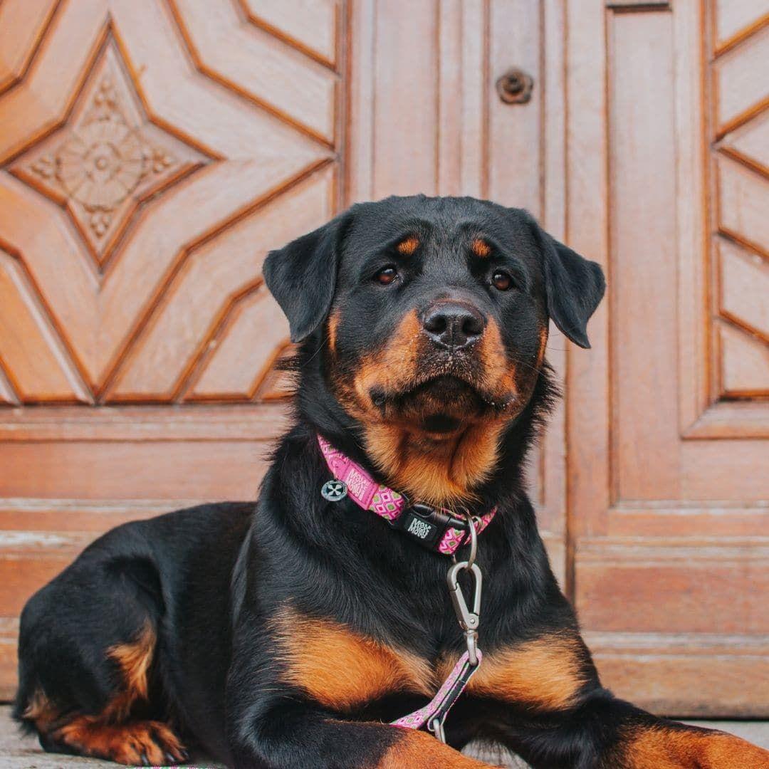 Collar Perro Max and Molly con Smart ID Retro Pink-1