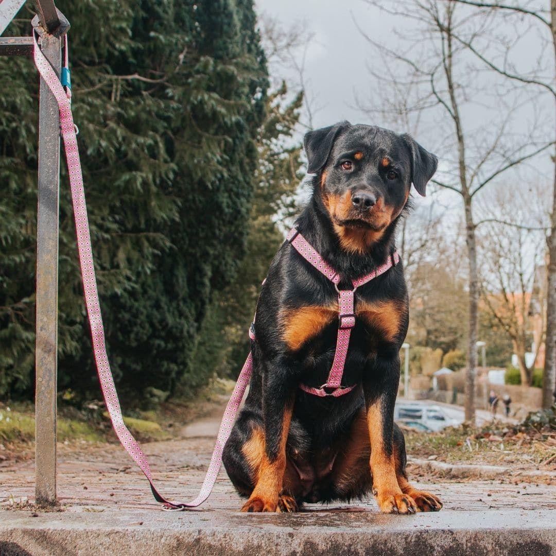 Arnés Perro Max and Molly Retro Pink-2