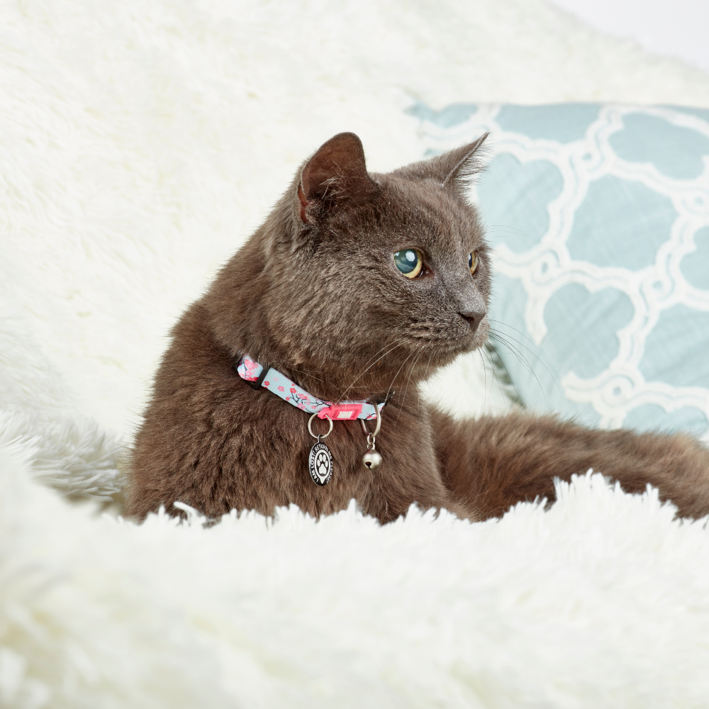 Collar para Gatos Max and Molly con Smart ID Cherry Bloom-2