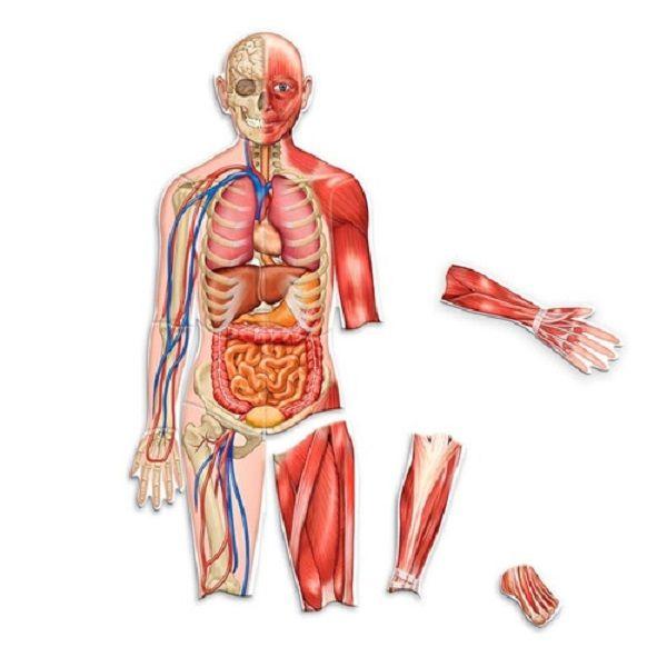 Cuerpo Humano Magnético Doble Cara-0