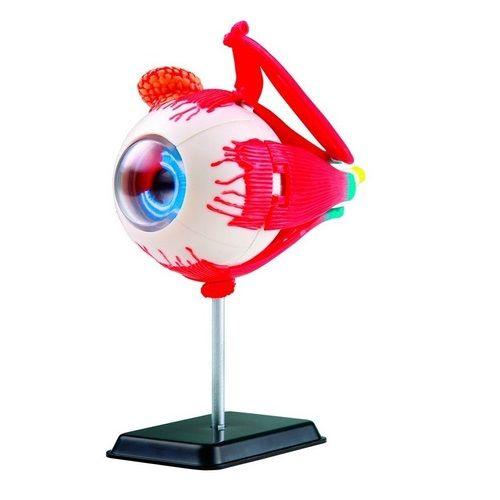Modelo Anatomico Del Ojo-0