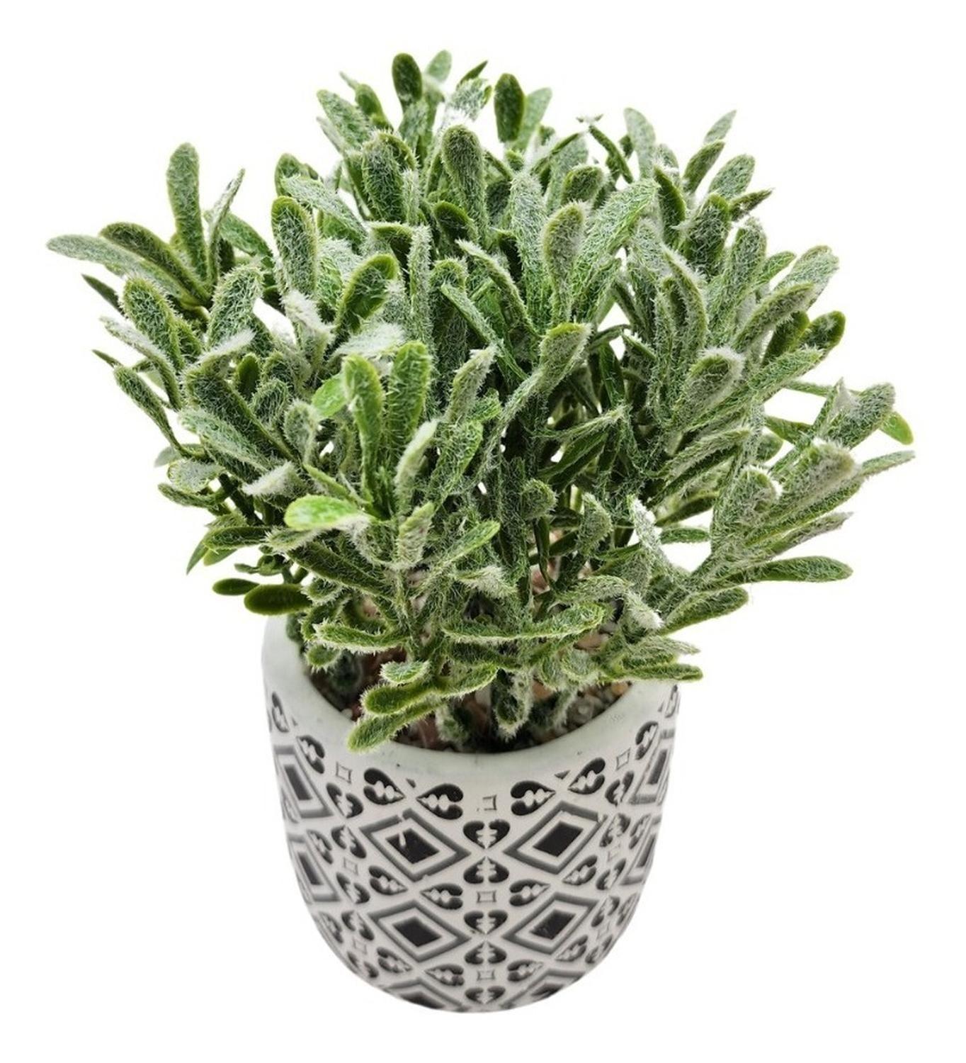 Planta Artificial Macetero Cerámica Vintage Flores Verdes-1