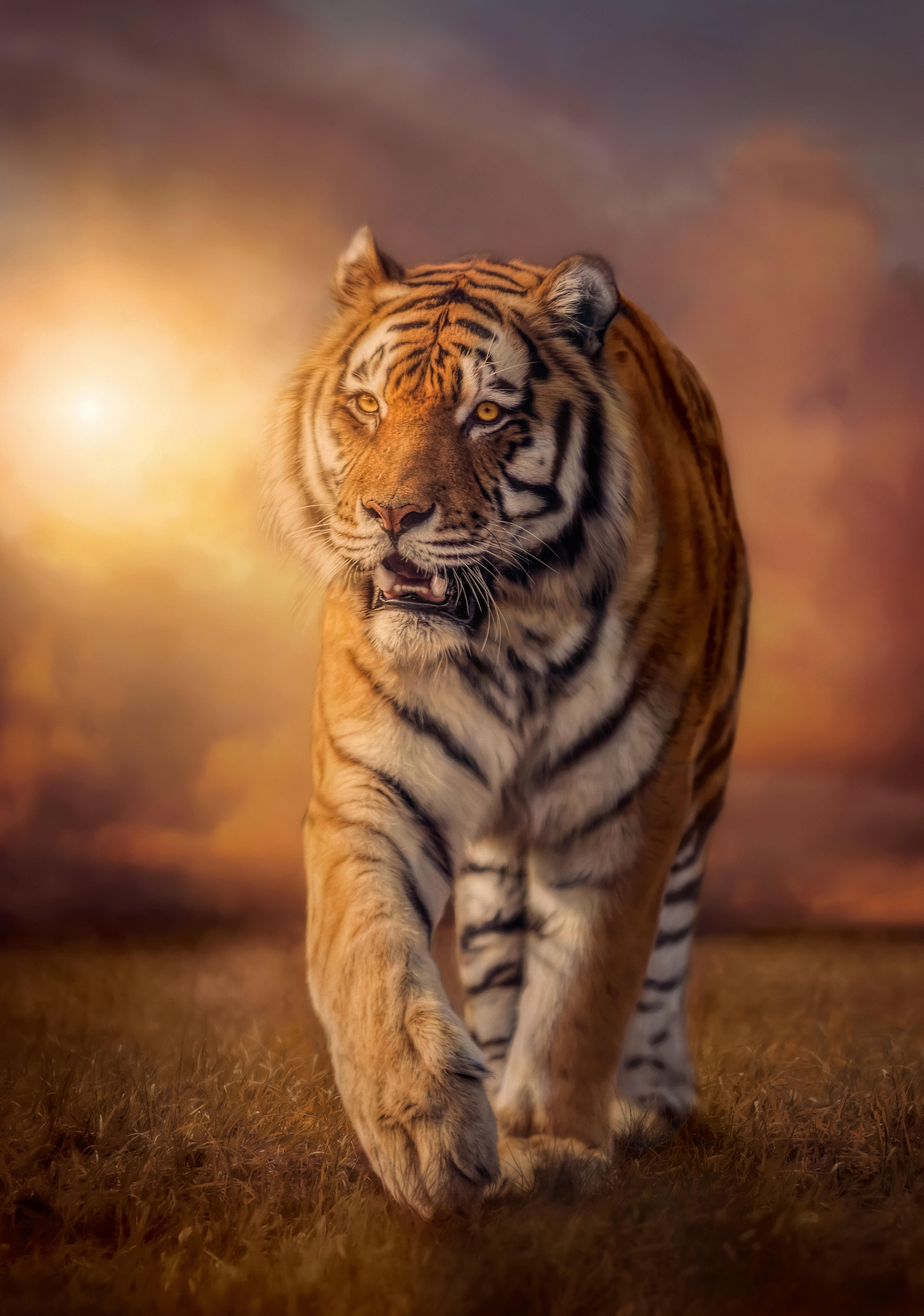 Puzzle 1500 piezas Tigre-1