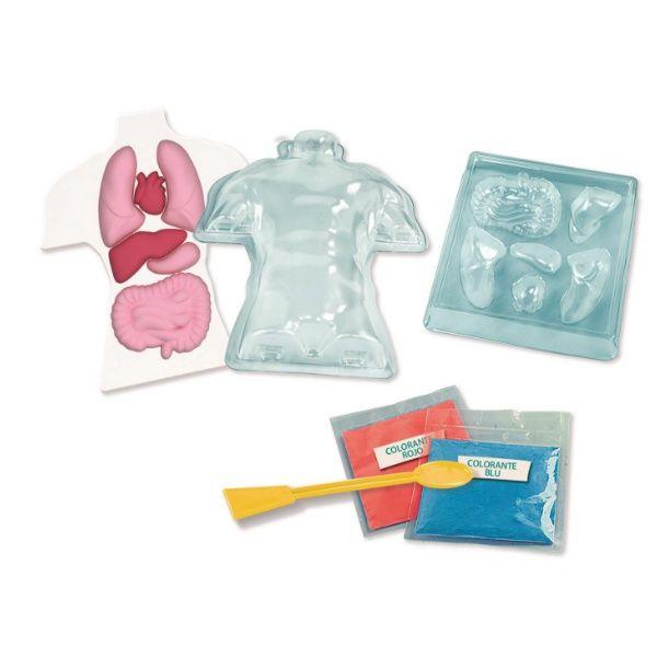 Kit Anatomía: Esqueleto y Organos-3