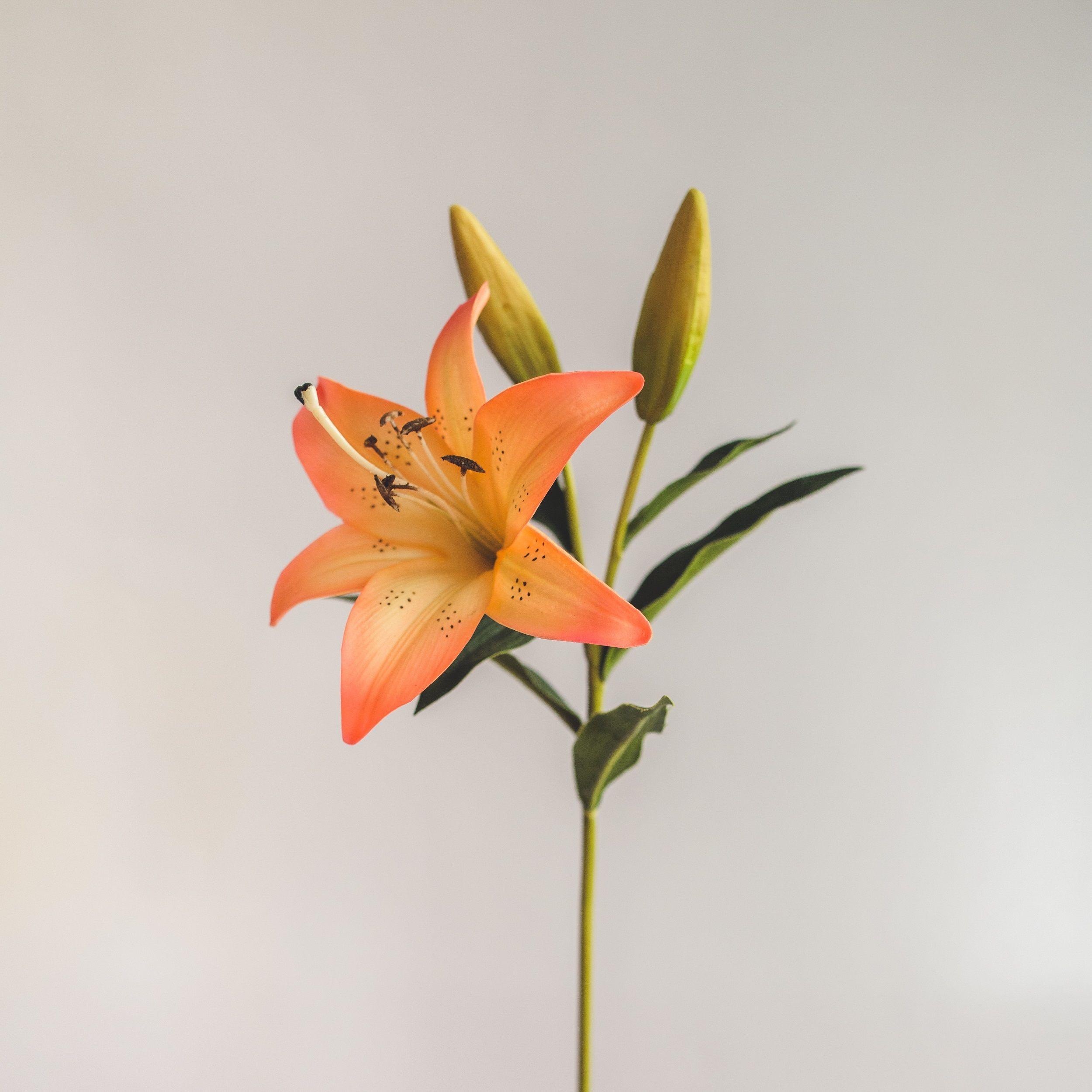 Lilium Naranjo con Rosado Flor Artificial by Le Bouquet 68,5 cm-2