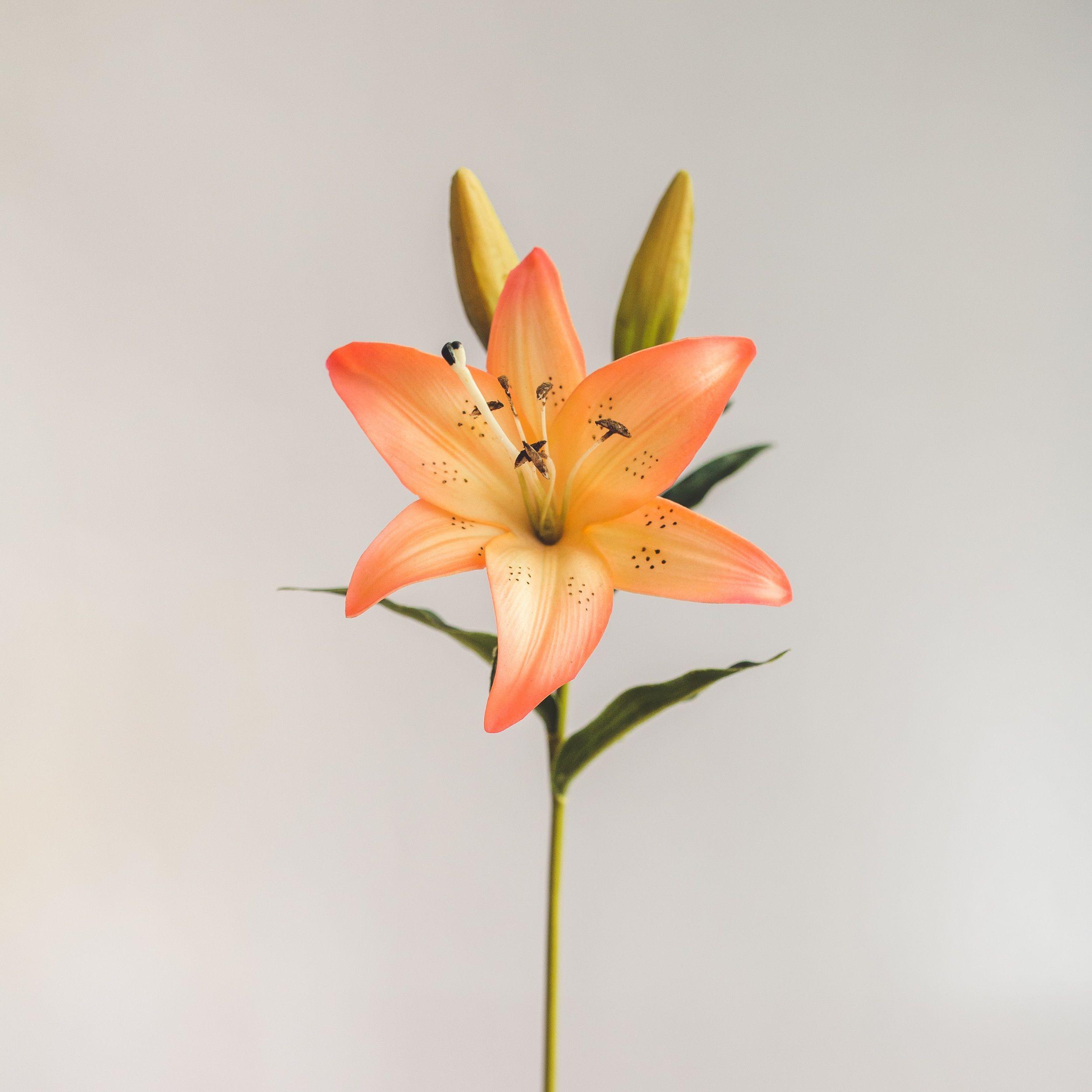 Lilium Naranjo con Rosado Flor Artificial by Le Bouquet 68,5 cm-1