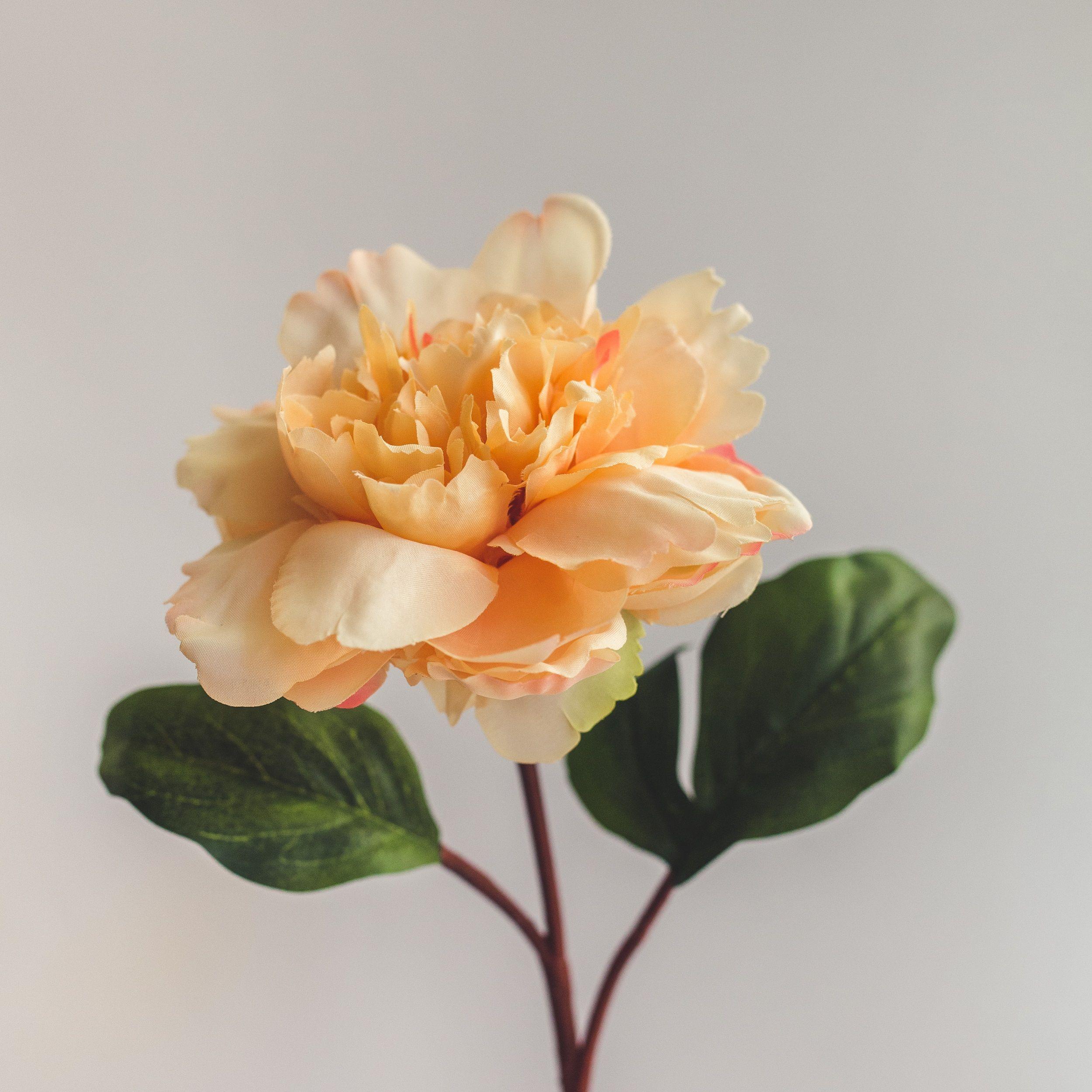 Peonia Damasco Flor Artificial by Le Bouquet 66 cm-2