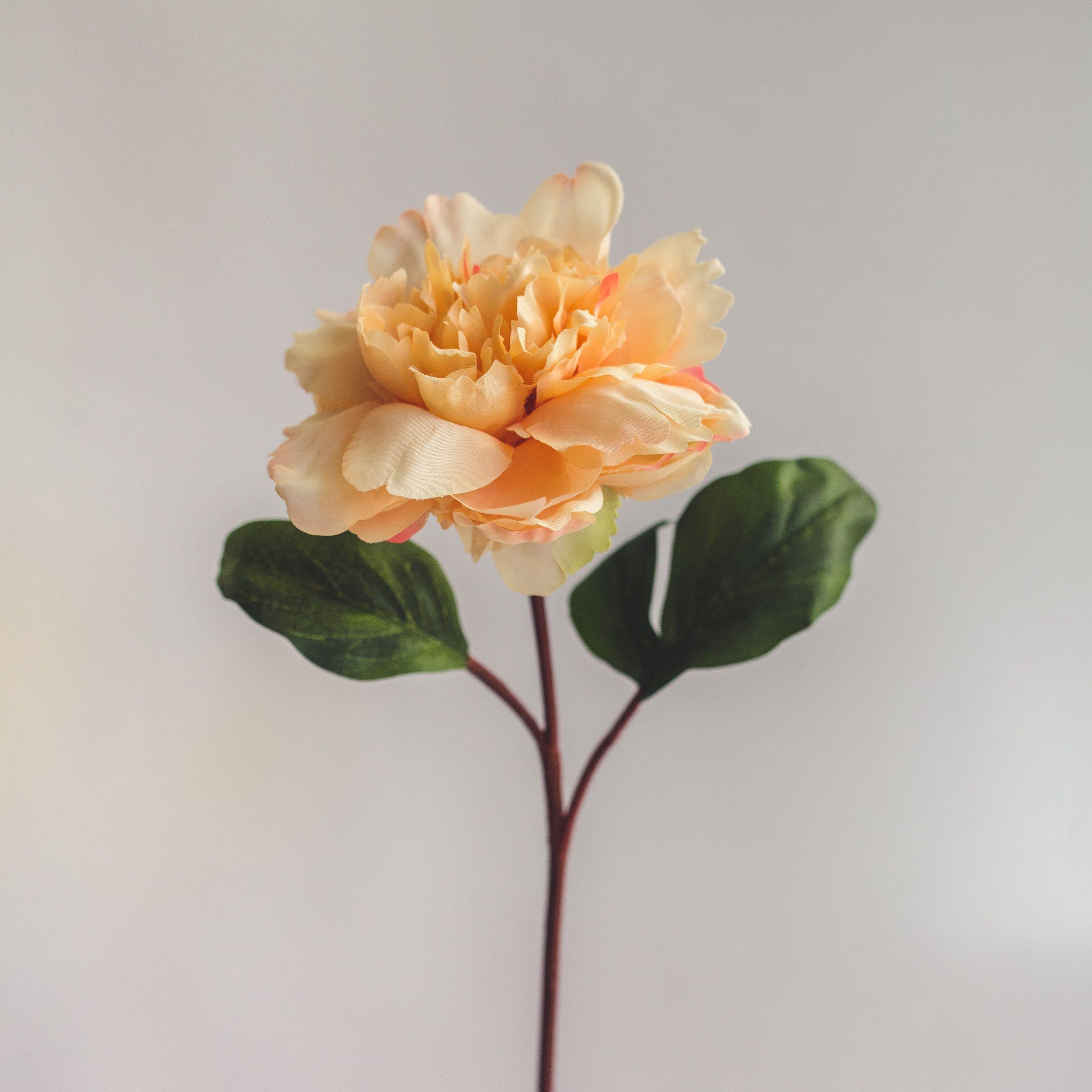 Peonia Damasco Flor Artificial by Le Bouquet 66 cm-1