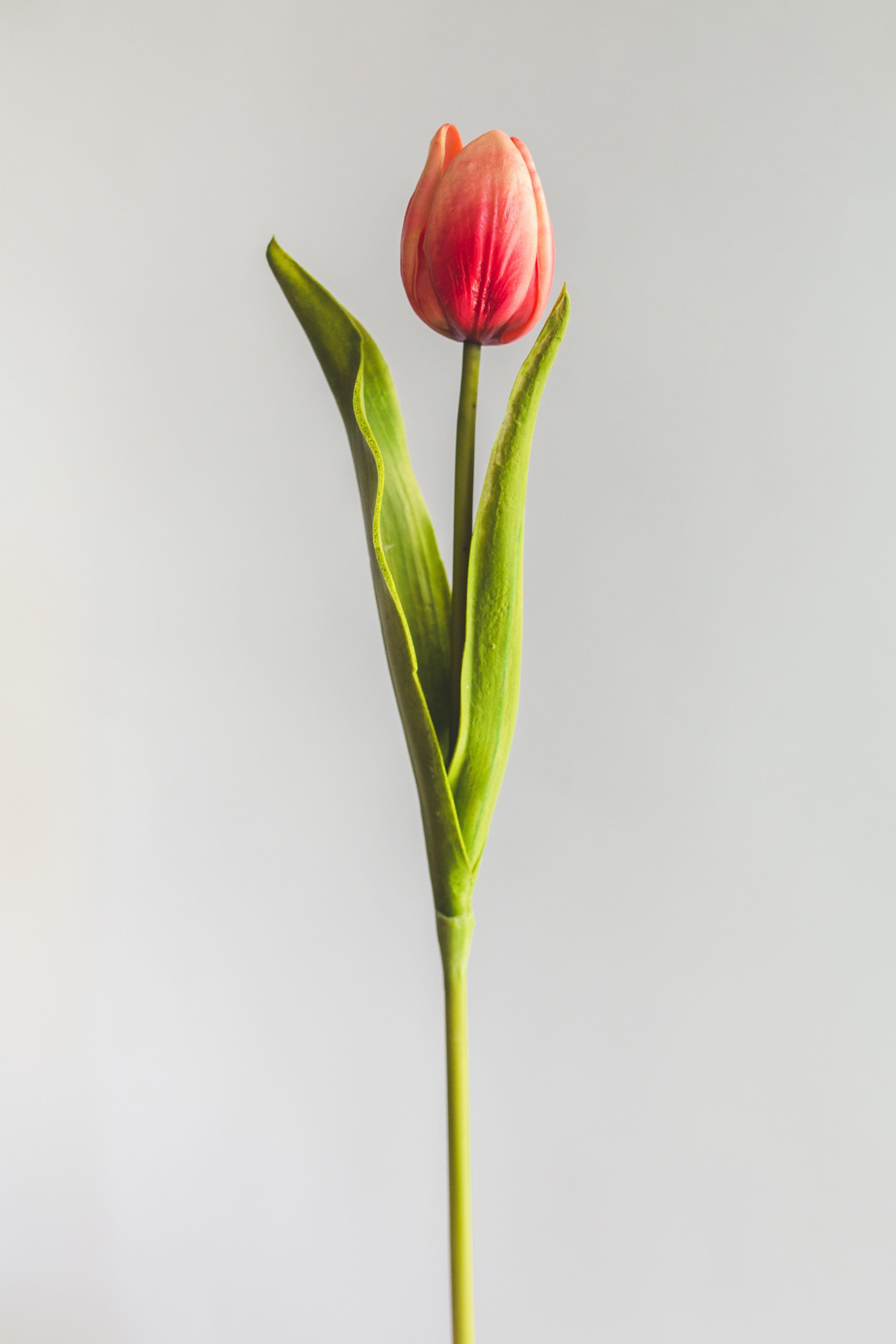Tulipan Rojo Flor Artificial by Le Bouquet 48 cm-0