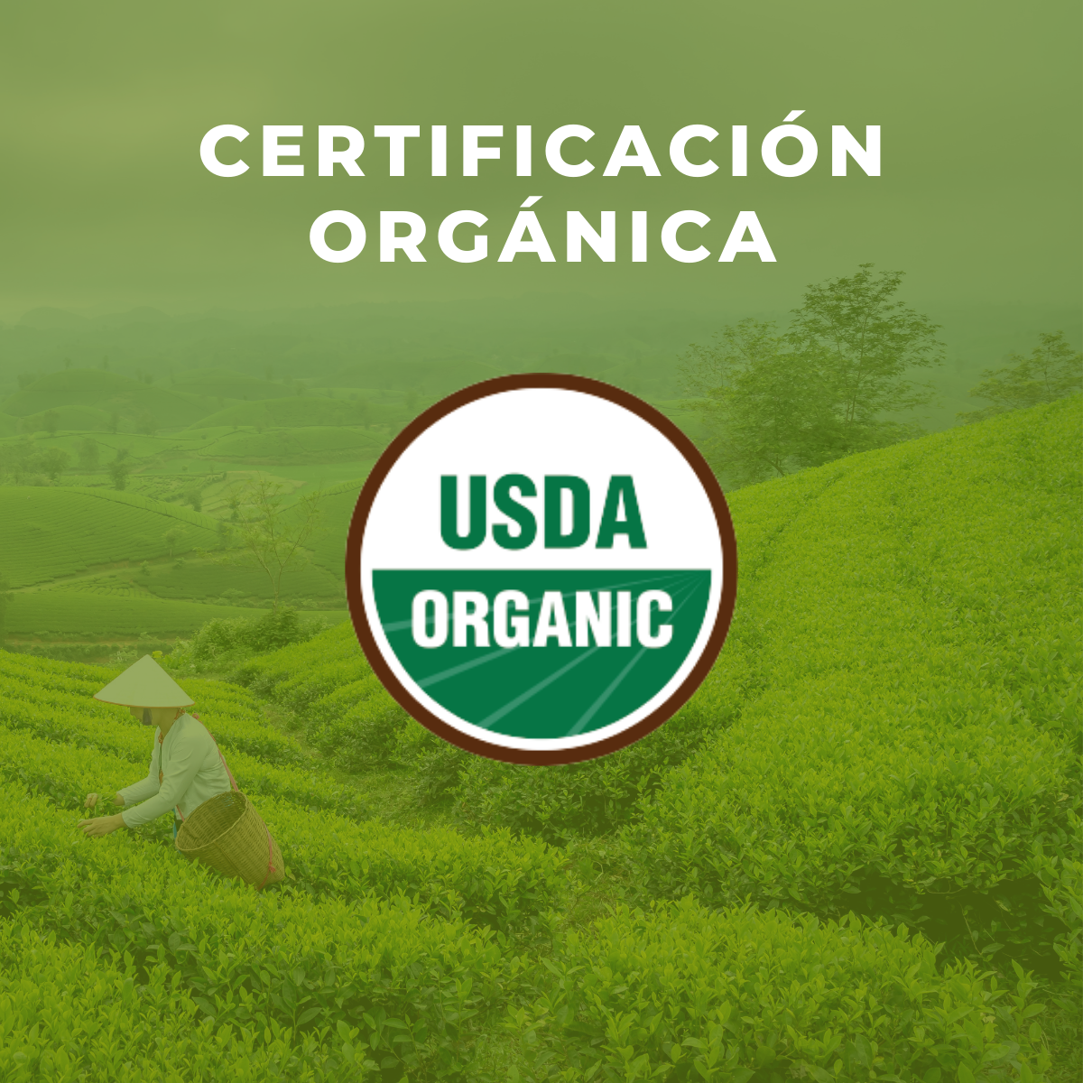 Té Matcha Detox orgánico 100 g-3