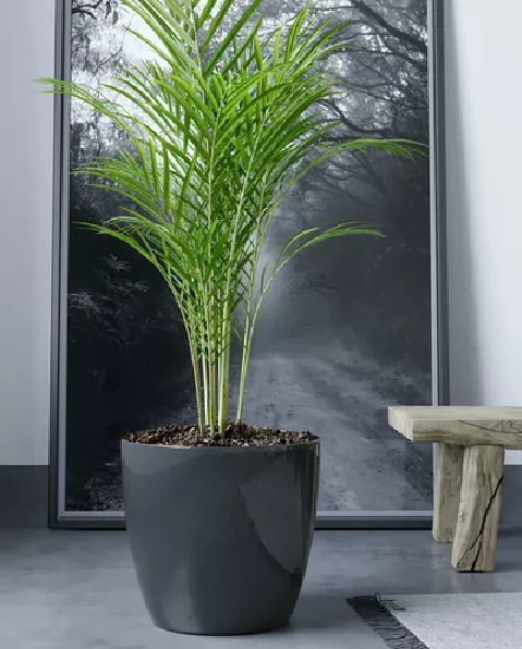 Maceteros Plástico 20x22cm Amalfi Pack 2 Unidades 53L Negro-7
