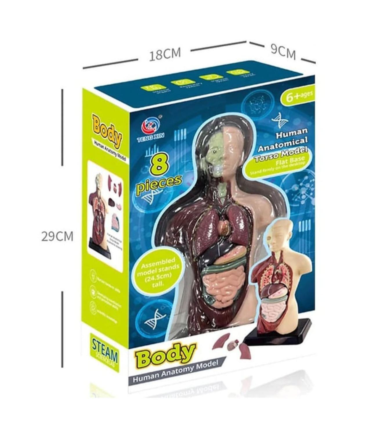 Figura Cuerpo Humano 8 piezas-3