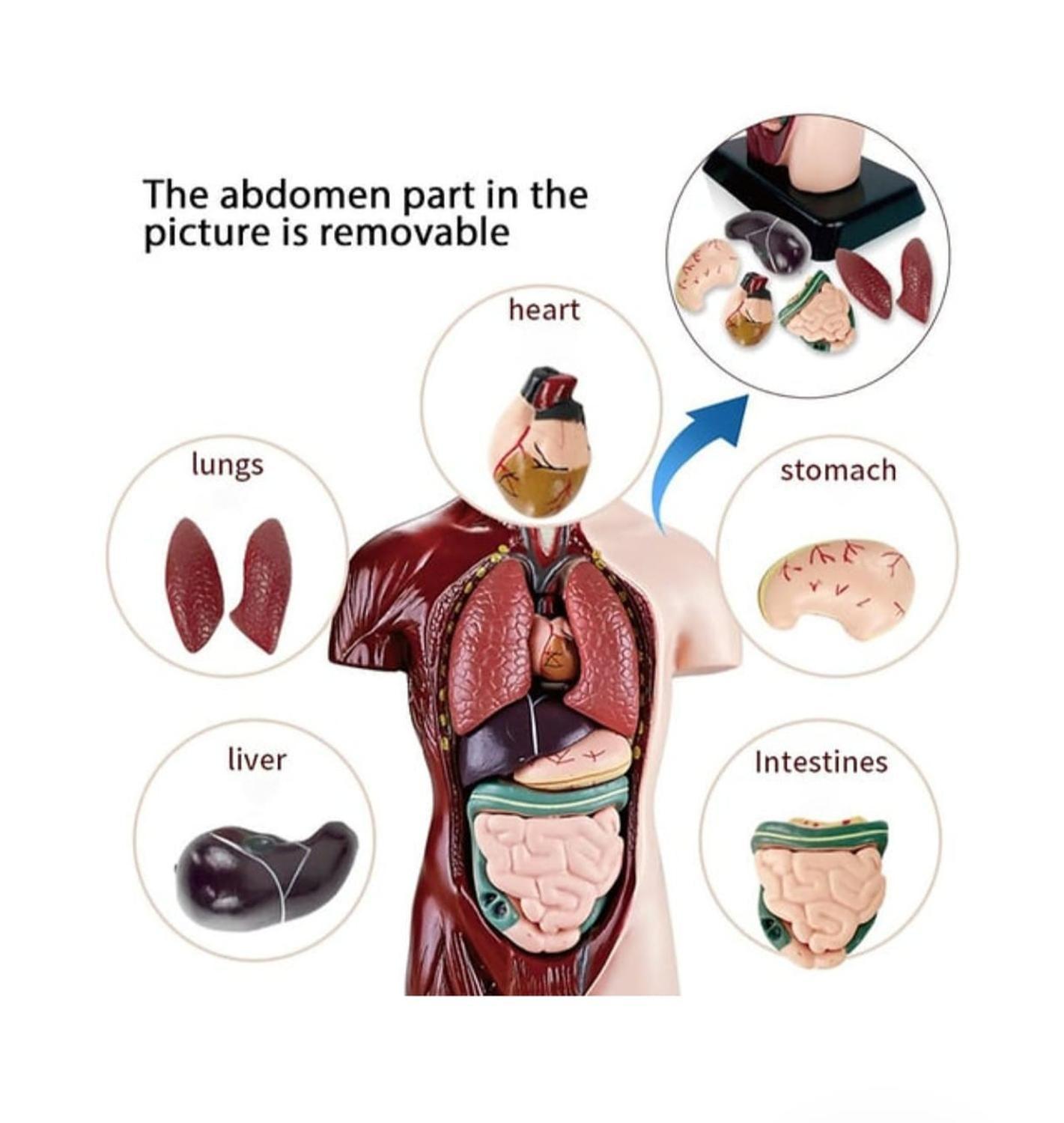 Figura Cuerpo Humano 8 piezas-4