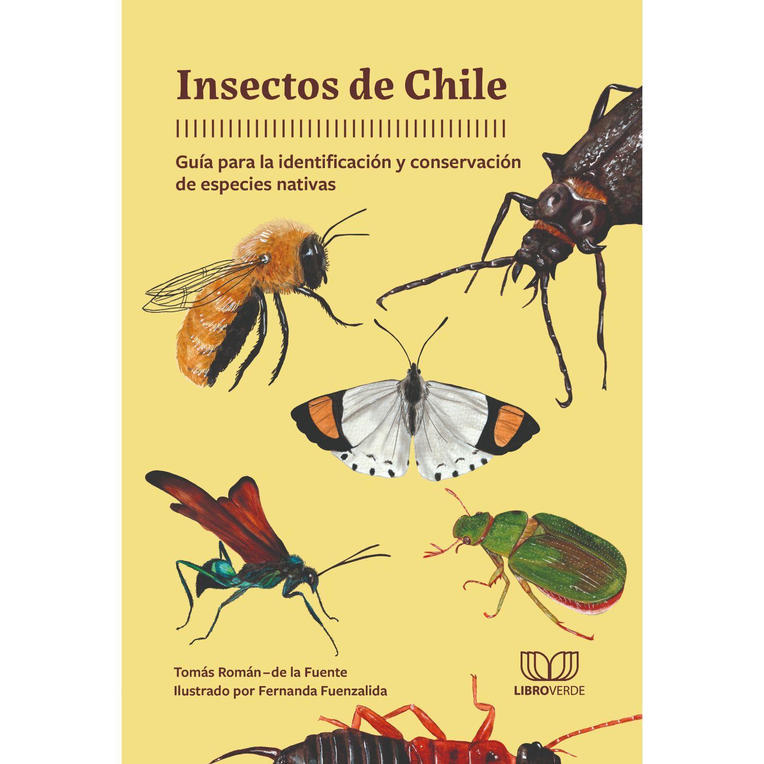 Insectos De Chile-0