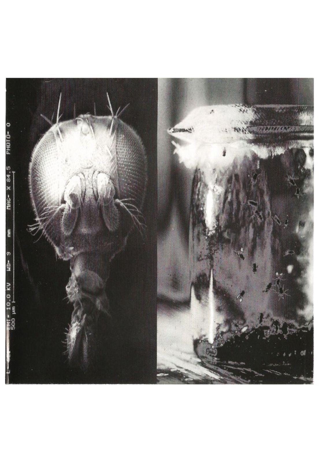 ALICE IN CHAINS - JAR OF FLIES | CD-5